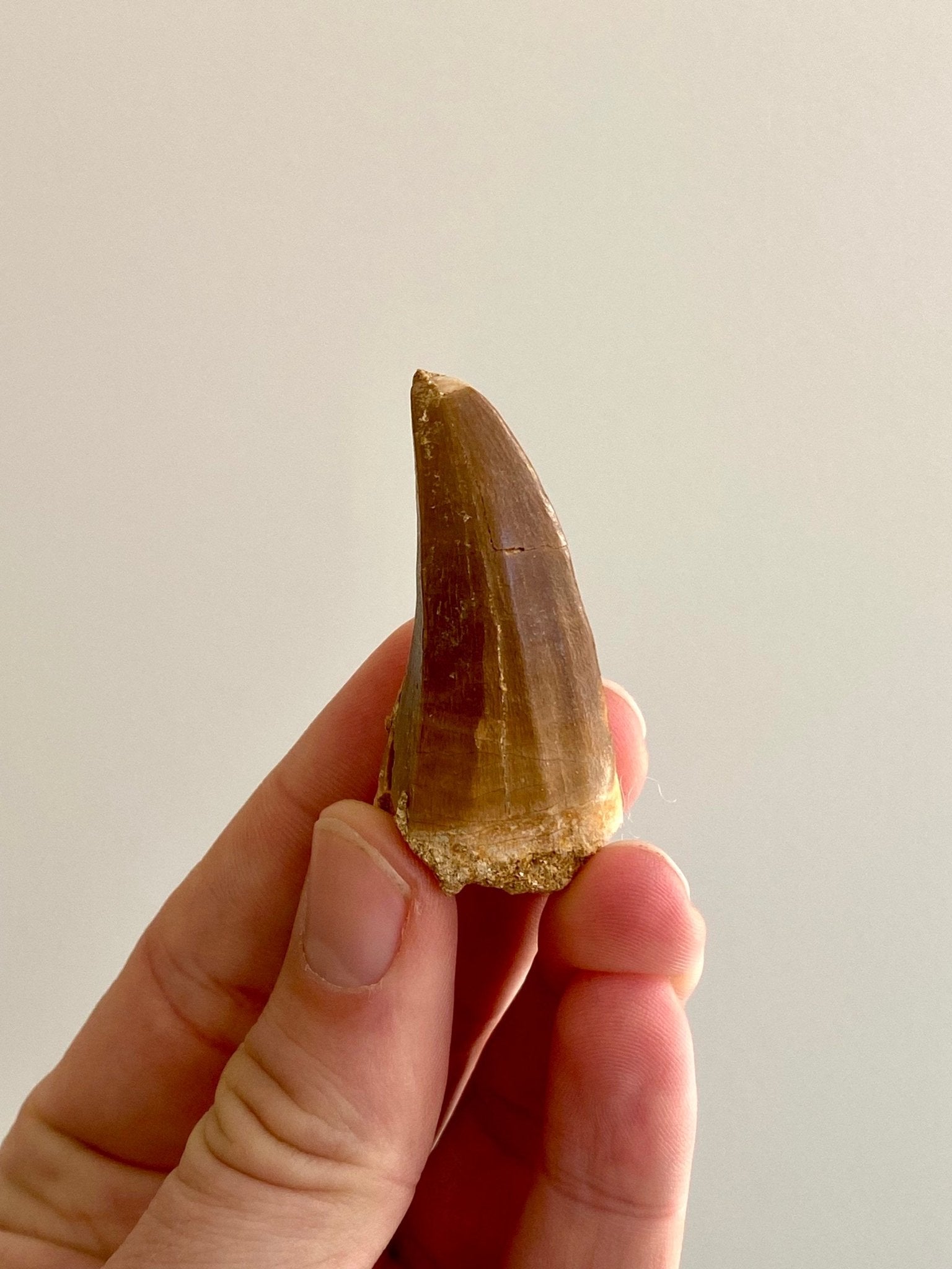 Mosasaurus fossil tooth - FossilsAndMore