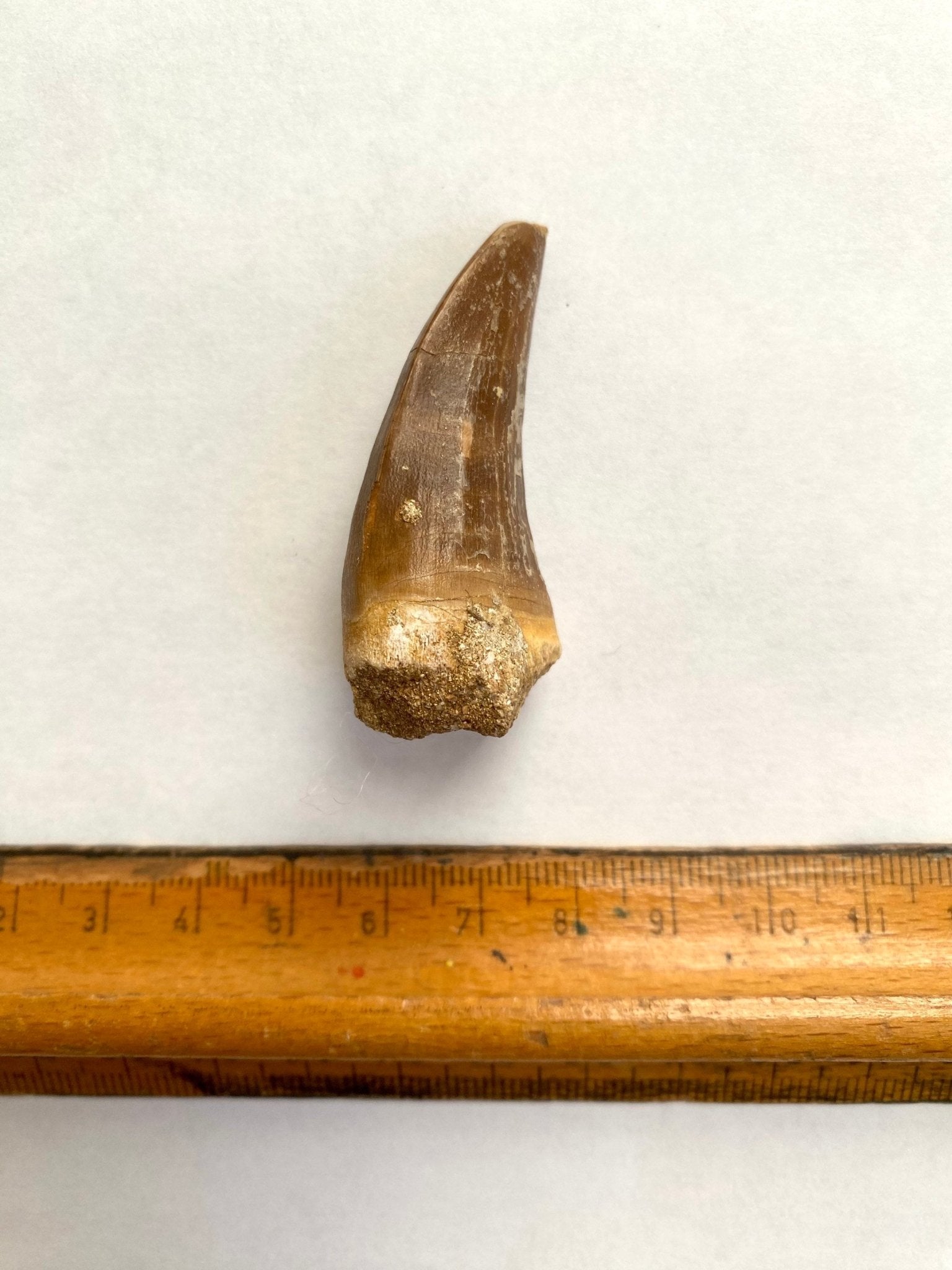 Mosasaurus fossil tooth - FossilsAndMore