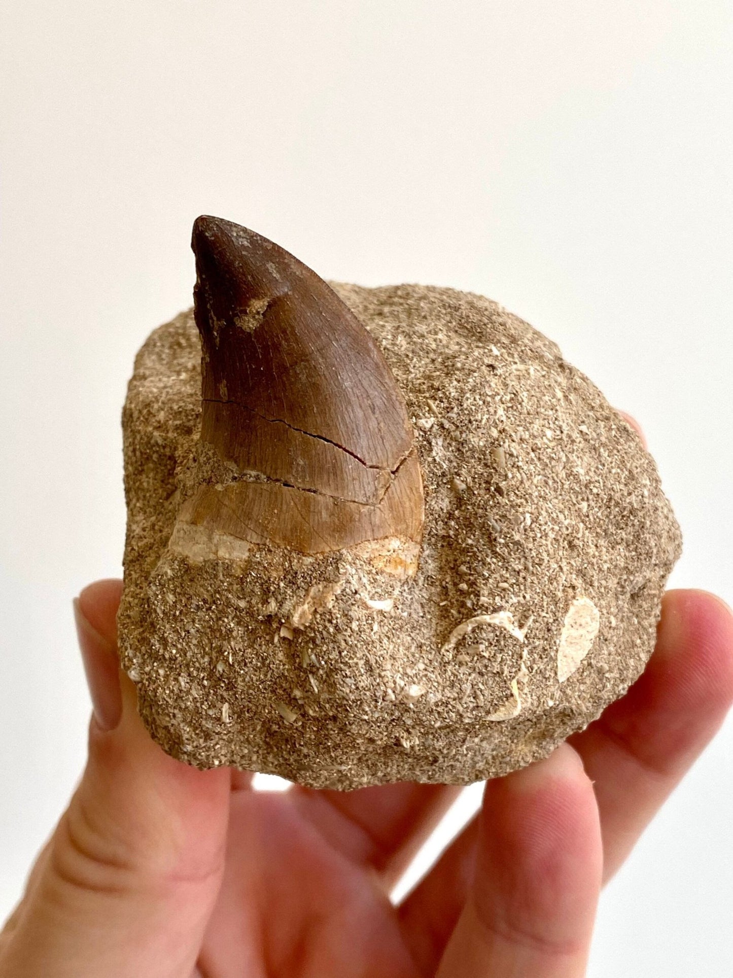 Mosasaurus fossil tooth in Matrix - FossilsAndMore