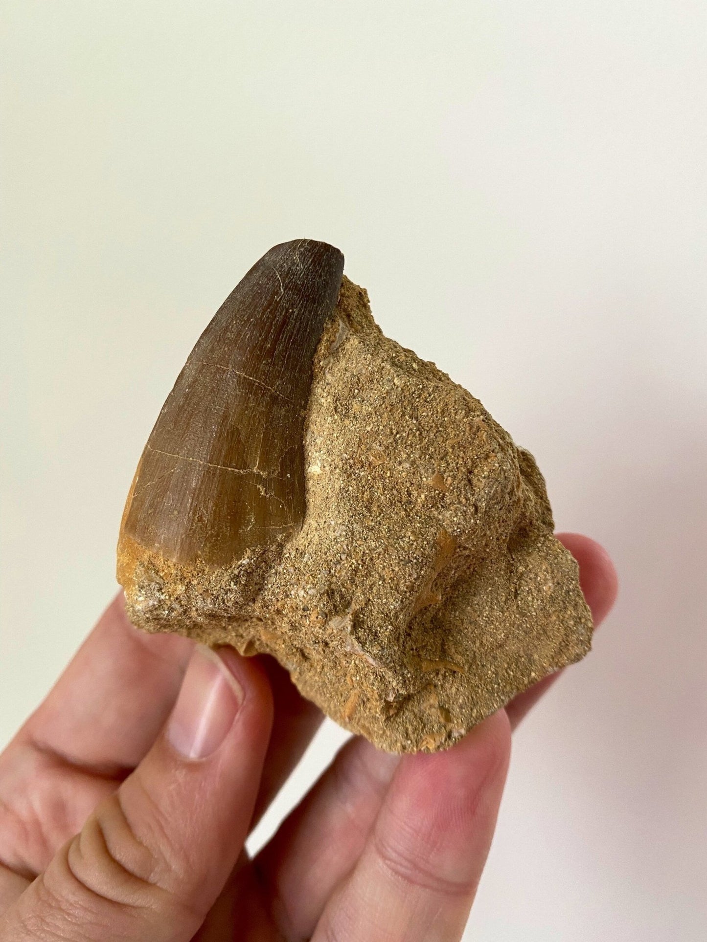 Mosasaurus fossil tooth in Matrix - FossilsAndMore