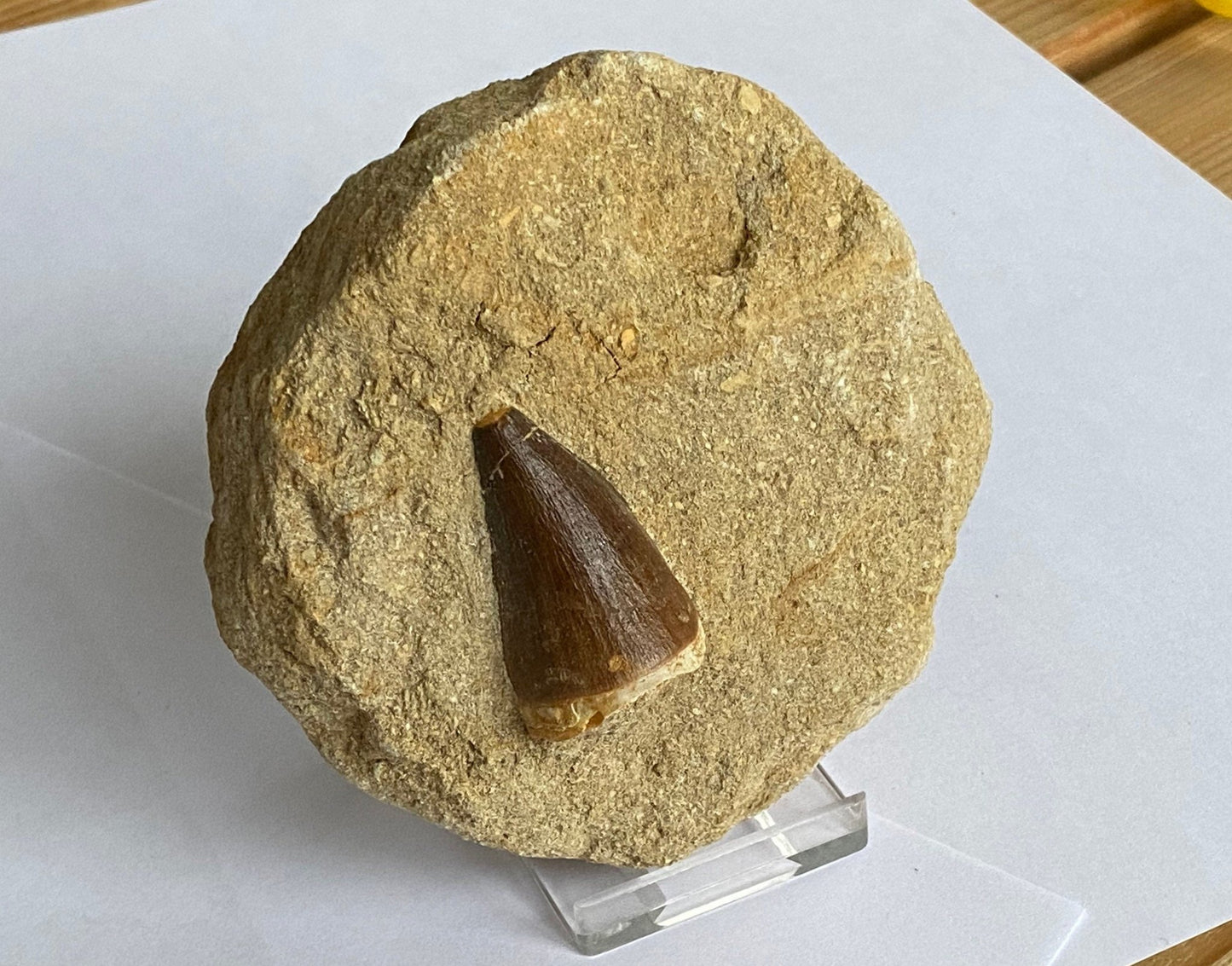 Mosasaurus fossil tooth on Matrix - FossilsAndMore