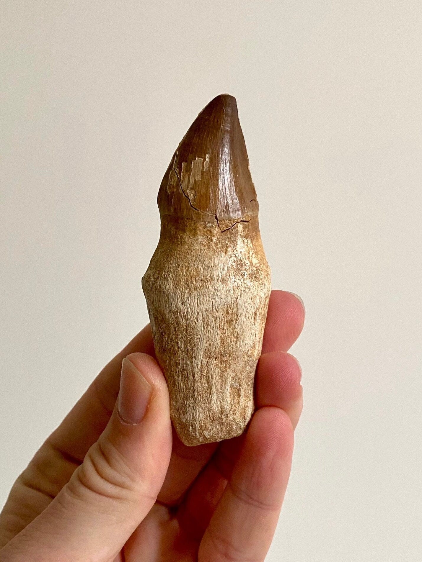 Mosasaurus fossil tooth with root - FossilsAndMore