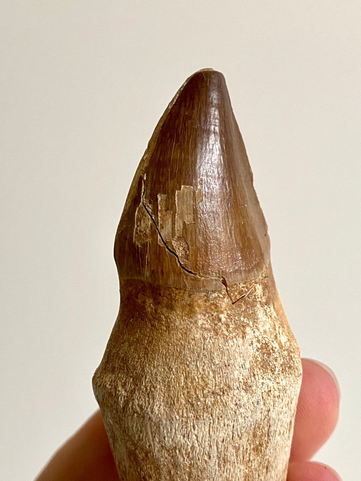 Mosasaurus fossil tooth with root - FossilsAndMore