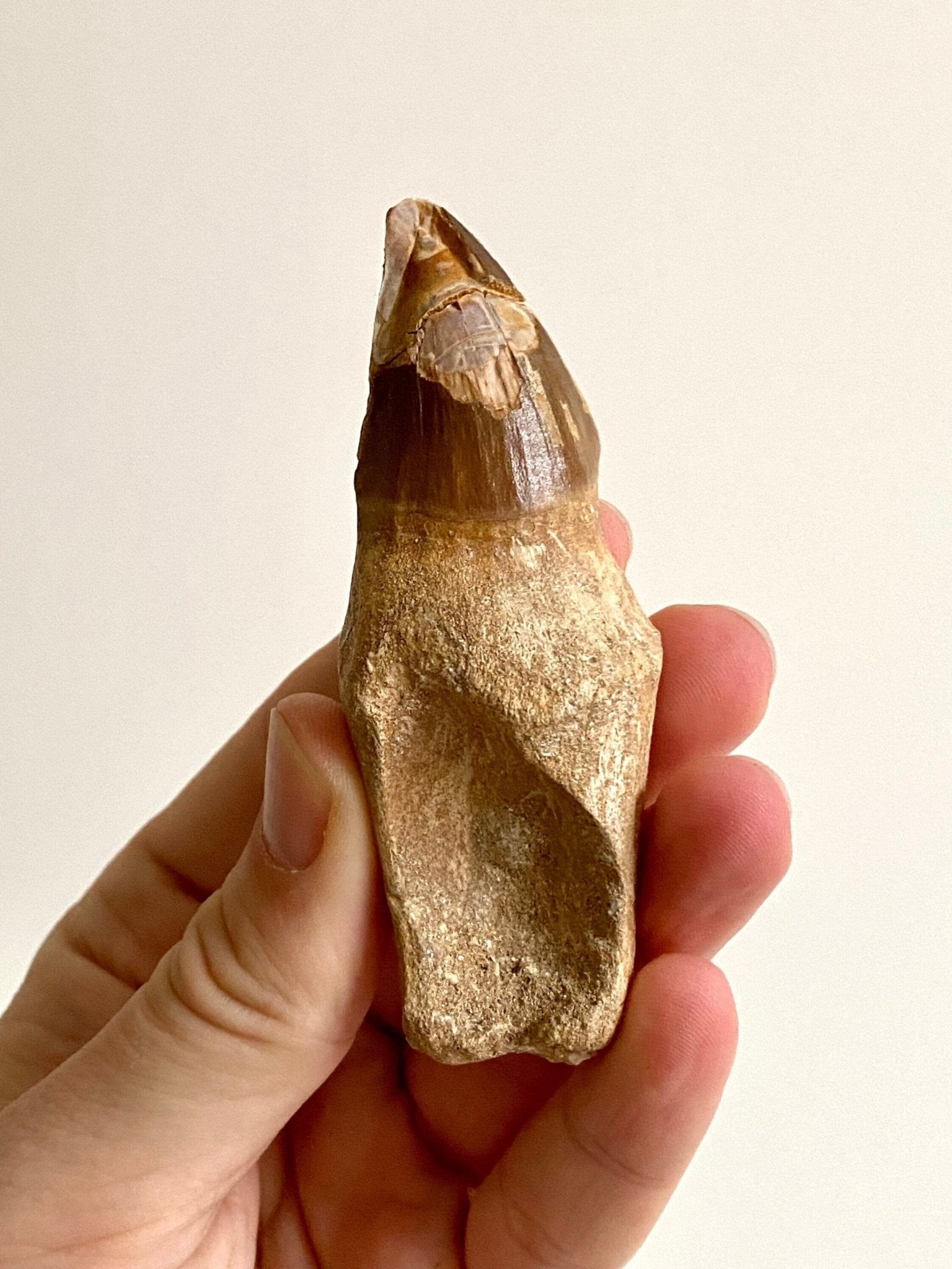 Mosasaurus fossil tooth with root - FossilsAndMore