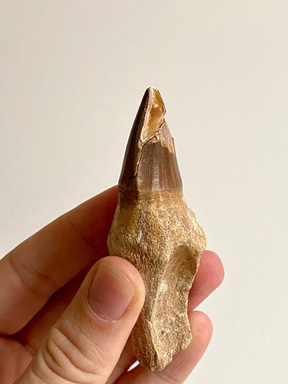 Mosasaurus fossil tooth with root - FossilsAndMore