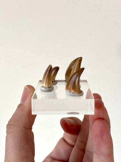 Mosasaurus teeth on acrylic base plate - FossilsAndMore