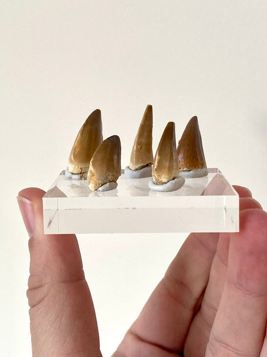 Mosasaurus teeth on acrylic base plate - FossilsAndMore