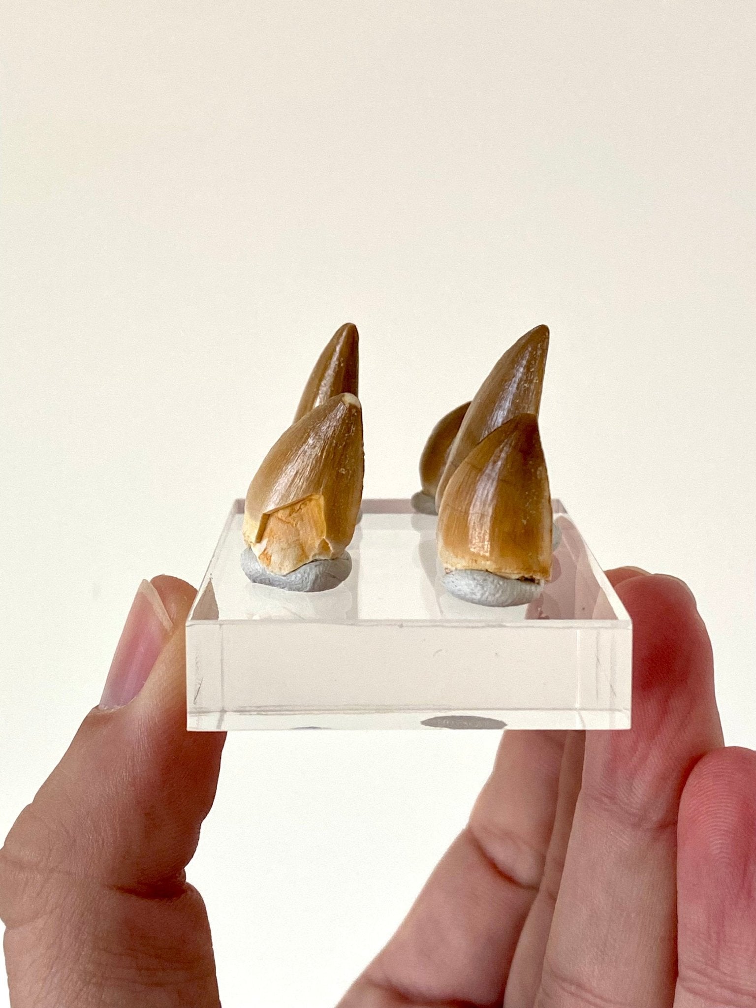 Mosasaurus teeth on acrylic base plate - FossilsAndMore