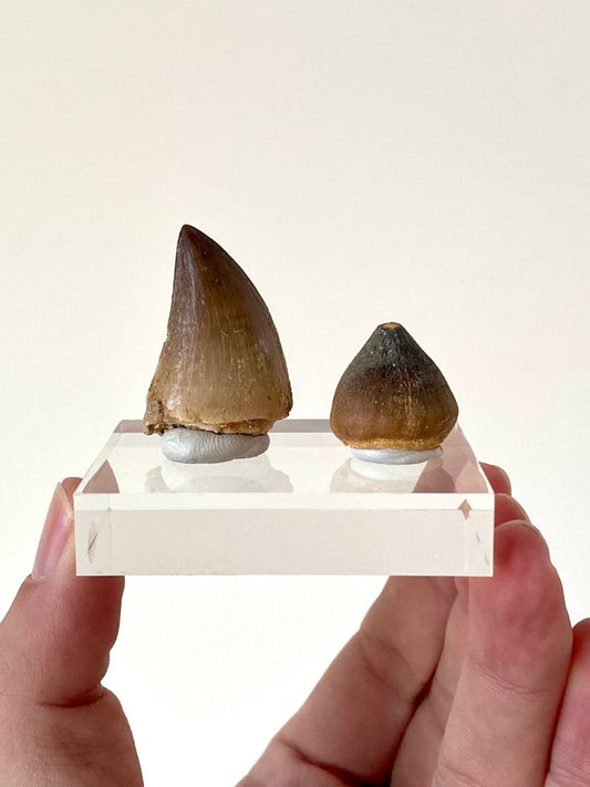 Mosasaurus tooth & Globidens tooth on acrylic base plate - FossilsAndMore