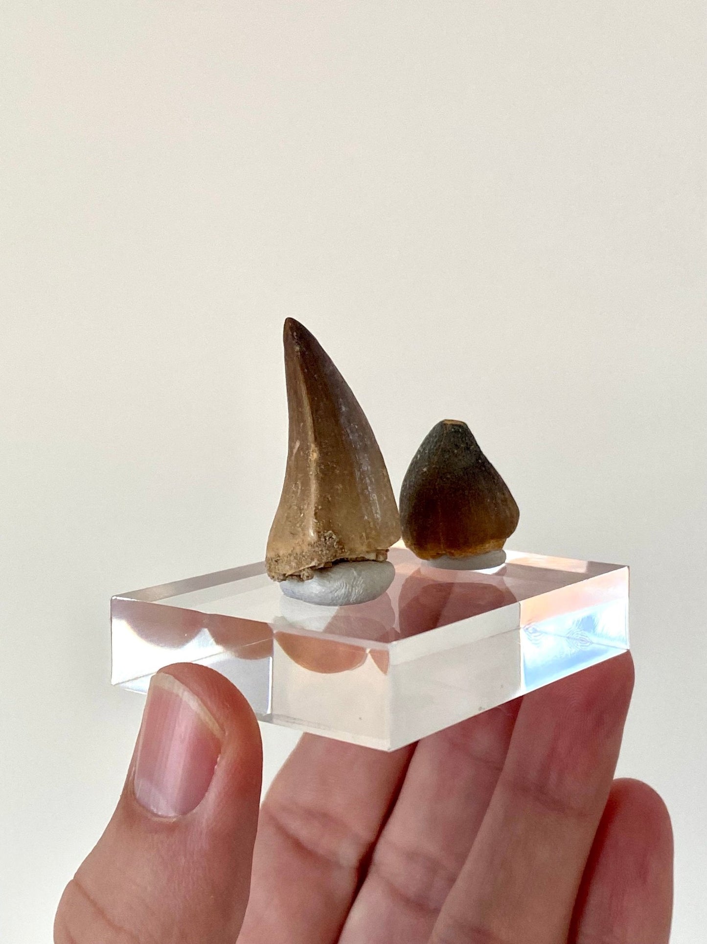 Mosasaurus tooth & Globidens tooth on acrylic base plate - FossilsAndMore