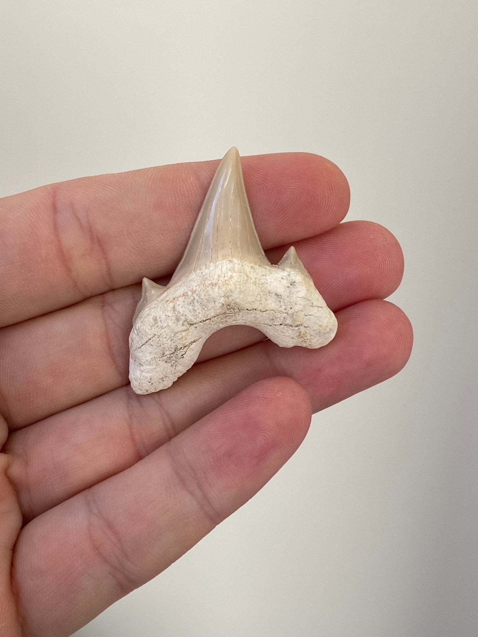 Otodus obliquus fossil shark tooth - FossilsAndMore