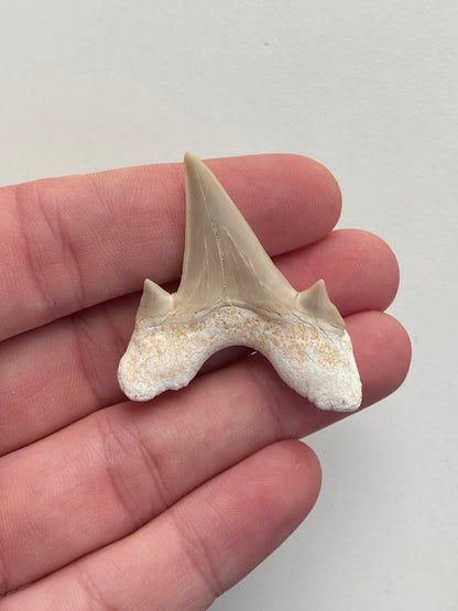 Otodus obliquus fossil shark tooth - FossilsAndMore