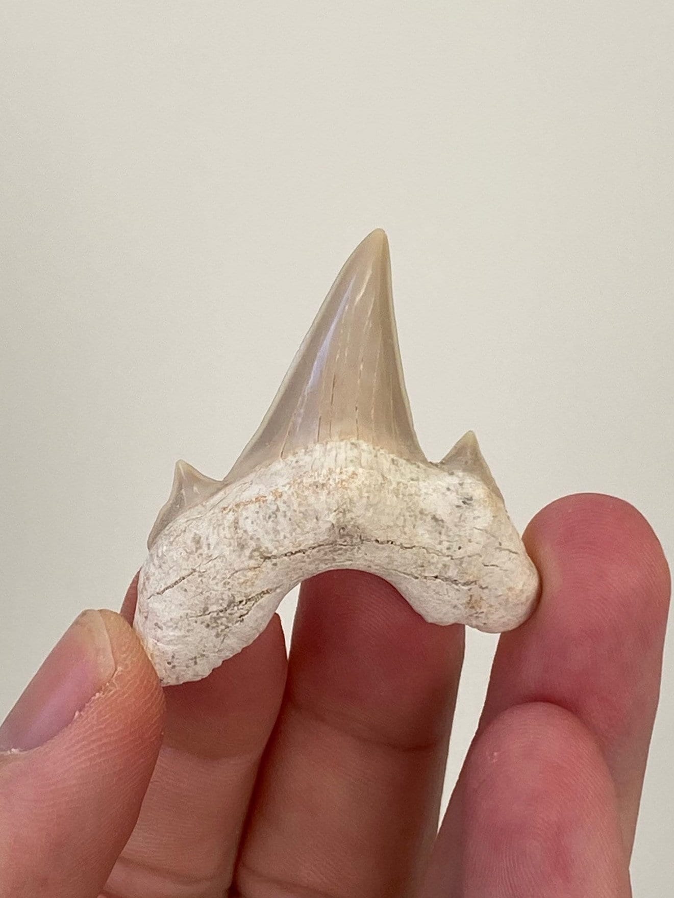 Otodus obliquus fossil shark tooth - FossilsAndMore