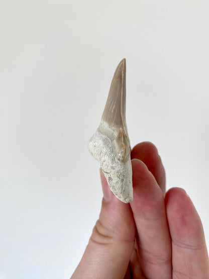 Otodus obliquus fossil shark tooth (6.4cm) - FossilsAndMore