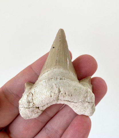 Otodus obliquus fossil shark tooth (6.4cm) - FossilsAndMore