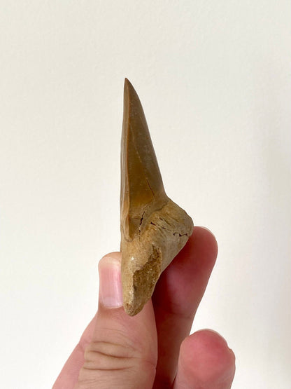 Otodus obliquus tooth (7.38cm), shark tooth fossil - FossilsAndMore