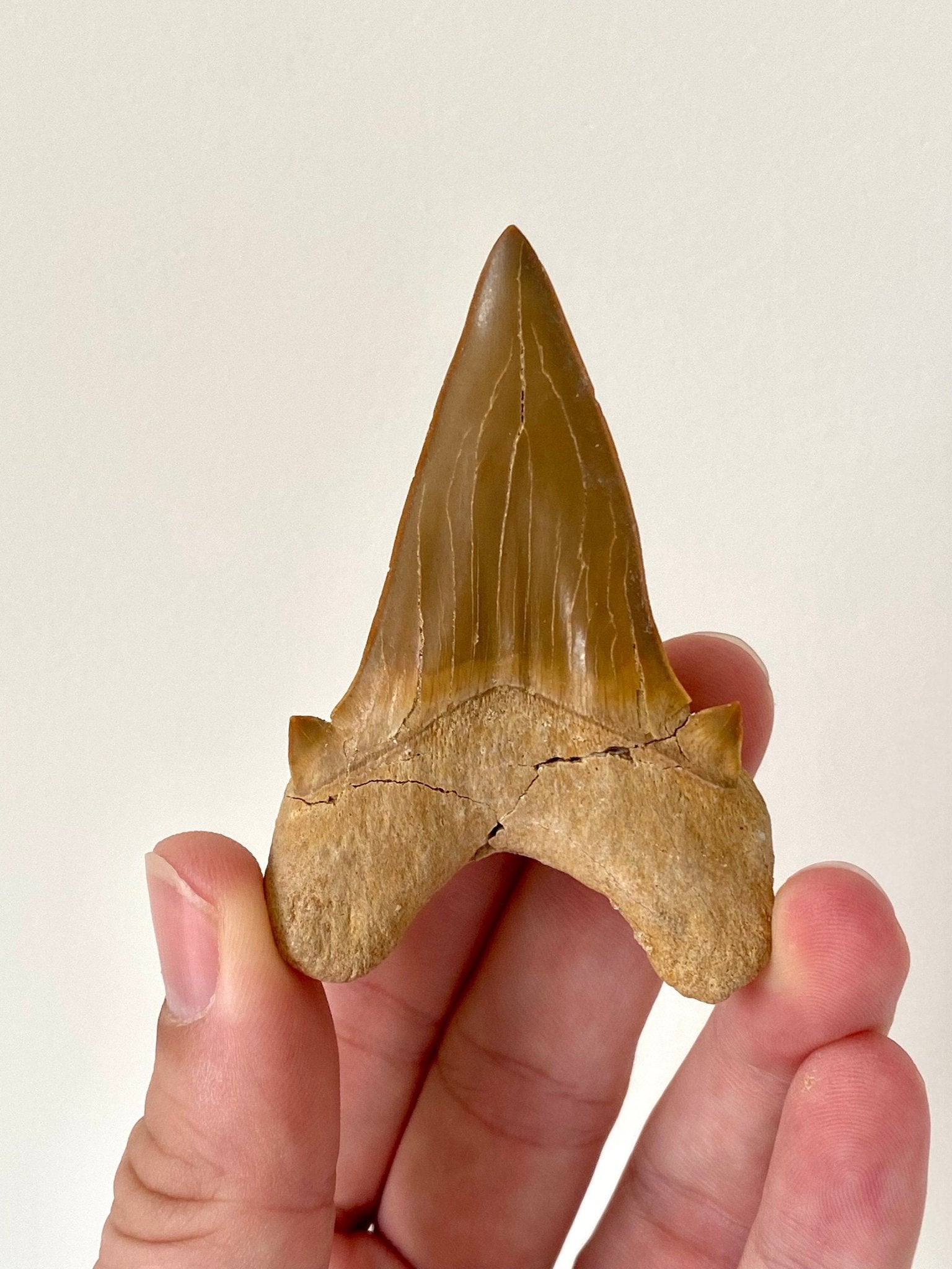 Otodus obliquus tooth (7.38cm), shark tooth fossil - FossilsAndMore