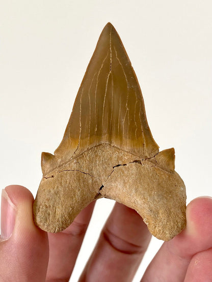 Otodus obliquus tooth (7.38cm), shark tooth fossil - FossilsAndMore