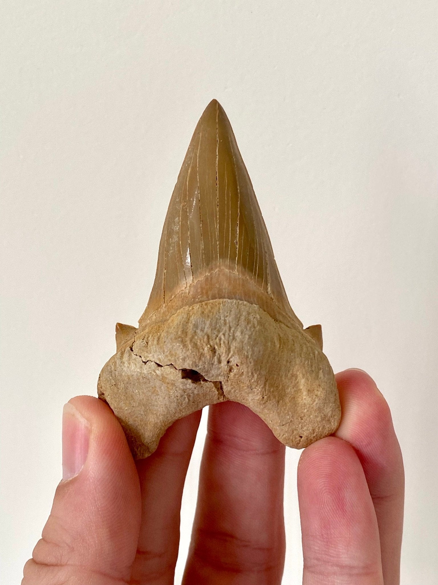 Otodus obliquus tooth (7.38cm), shark tooth fossil - FossilsAndMore