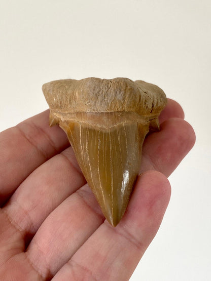 Otodus obliquus tooth (7.38cm), shark tooth fossil - FossilsAndMore