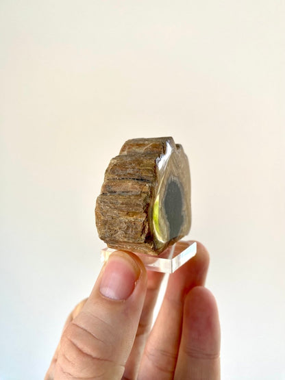 Petrified Wood, Diptocarpus - FossilsAndMore