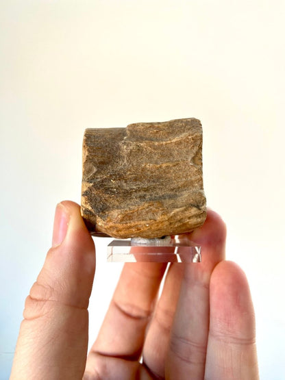 Petrified Wood, Diptocarpus - FossilsAndMore