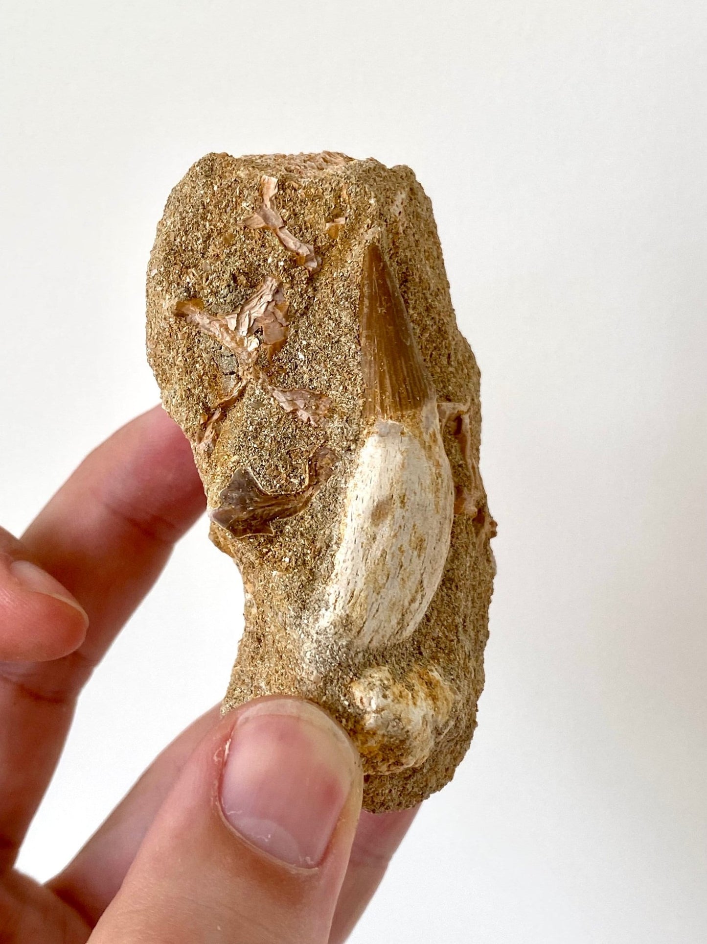 Platecarpus Ptychodon (Mosasaurus) fossil tooth in Matrix - FossilsAndMore