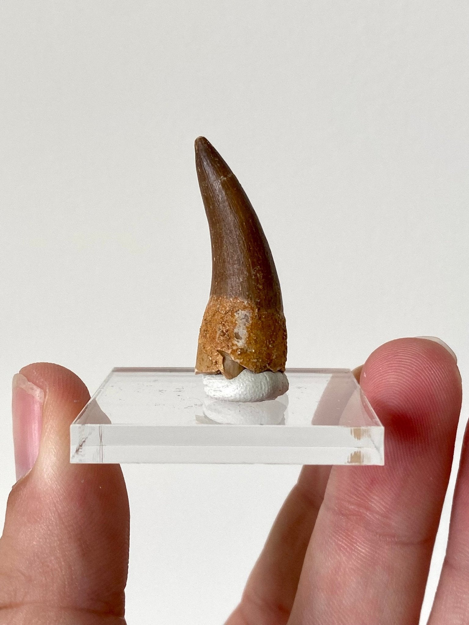 Plesiosaurus fossil tooth (3.6cm) - FossilsAndMore