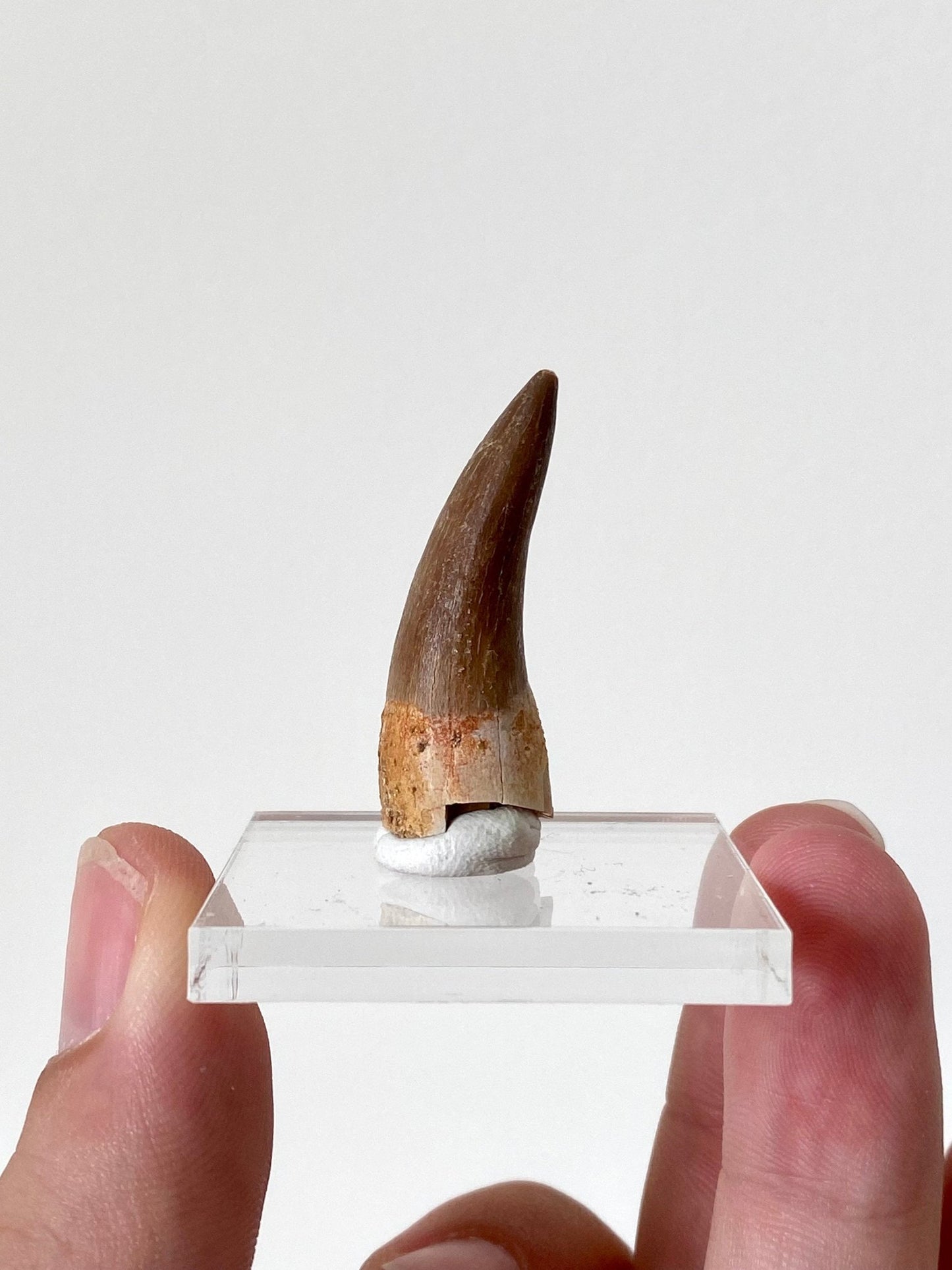 Plesiosaurus fossil tooth (3.6cm) - FossilsAndMore