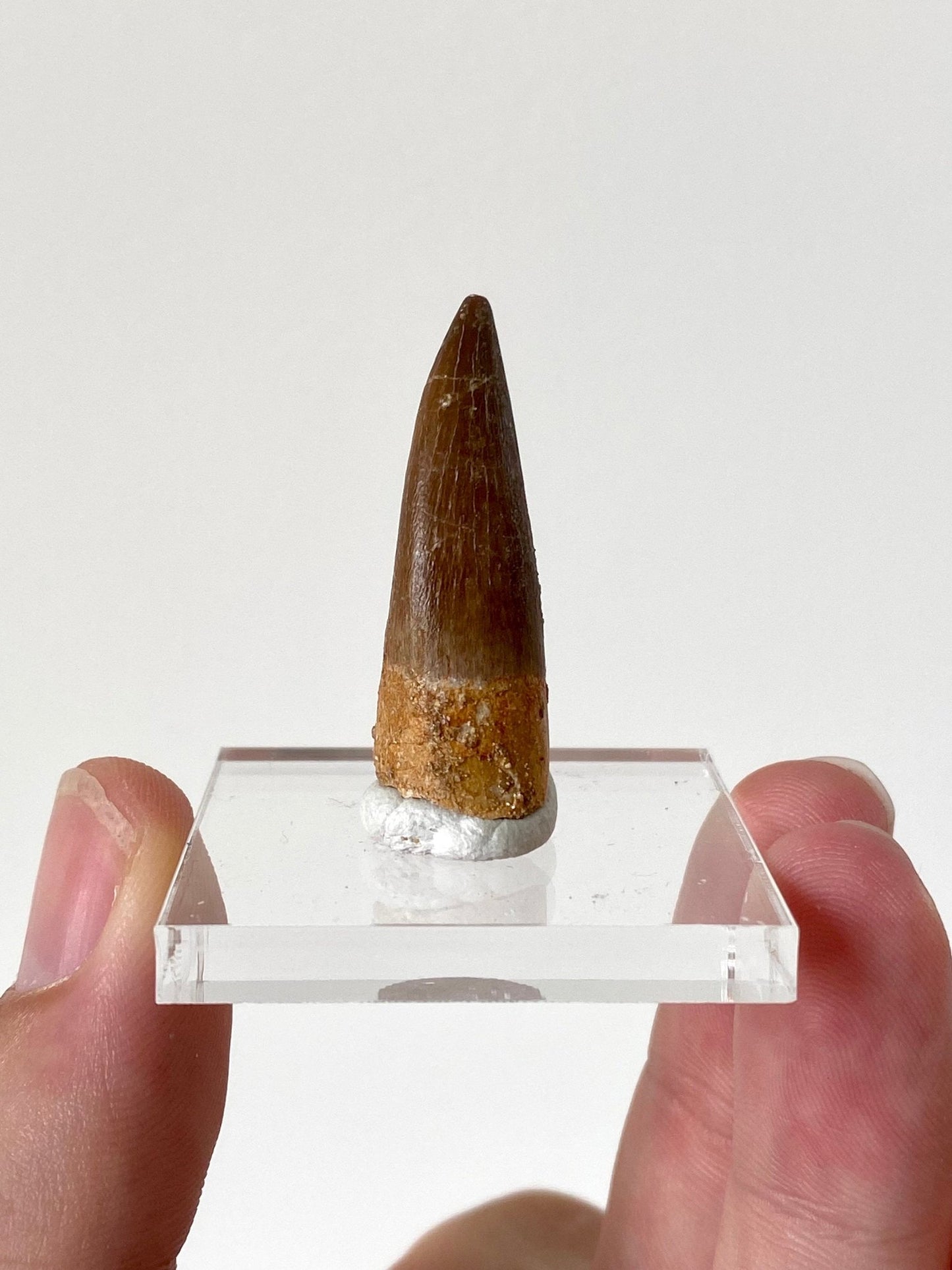 Plesiosaurus fossil tooth (3.6cm) - FossilsAndMore