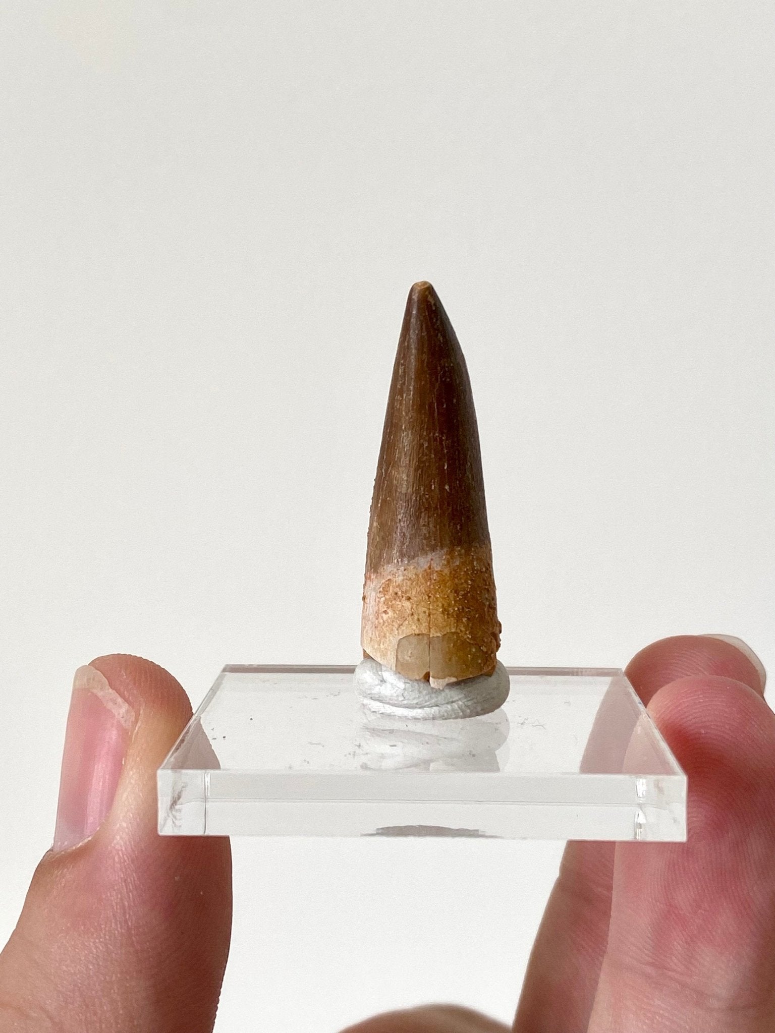 Plesiosaurus fossil tooth (3.6cm) - FossilsAndMore