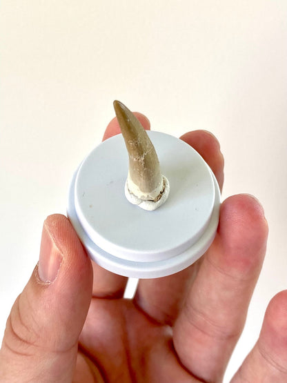 Plesiosaurus fossil tooth (3.6cm), in bell jar - FossilsAndMore