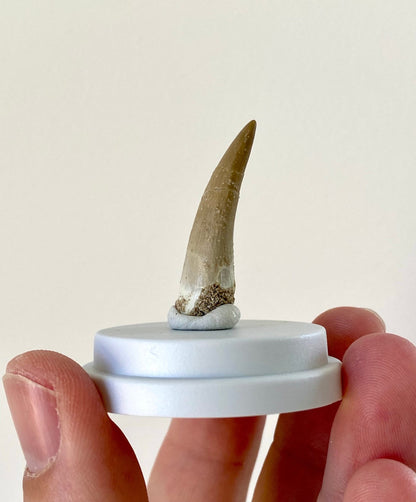 Plesiosaurus fossil tooth (3.6cm), in bell jar - FossilsAndMore