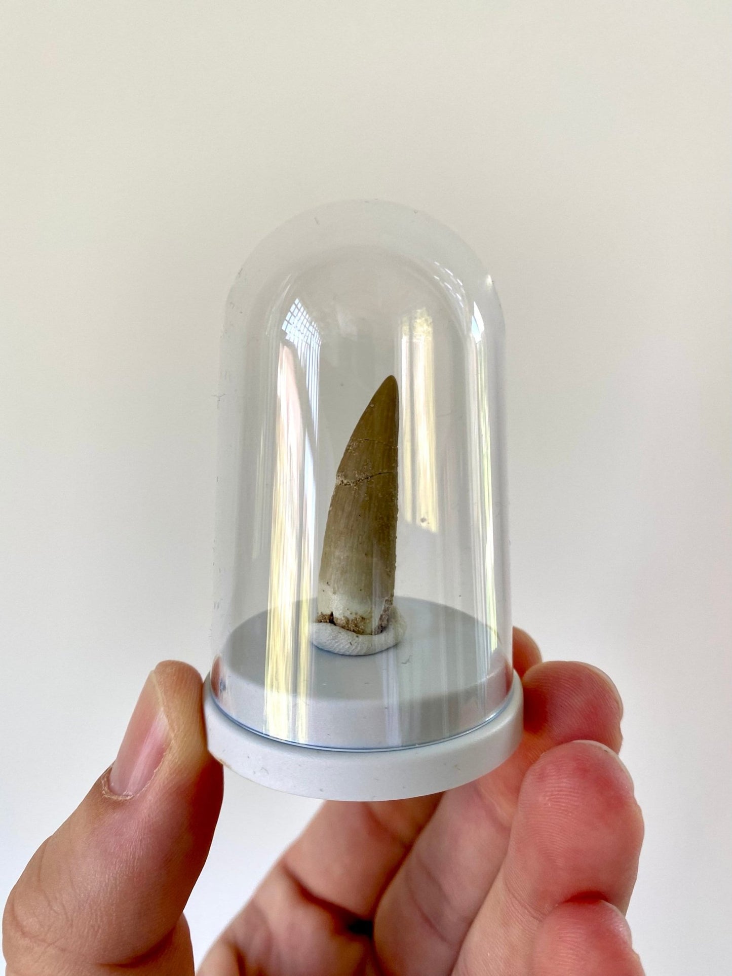 Plesiosaurus fossil tooth (3.6cm), in bell jar - FossilsAndMore