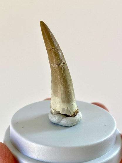 Plesiosaurus fossil tooth (3.6cm), in bell jar - FossilsAndMore