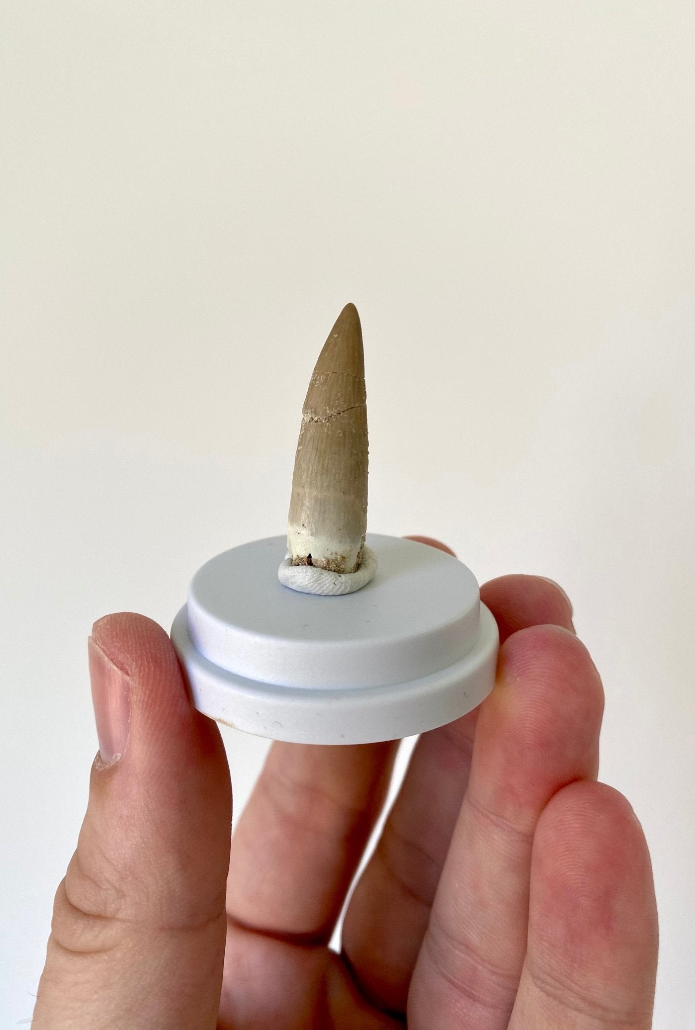 Plesiosaurus fossil tooth (3.6cm), in bell jar - FossilsAndMore