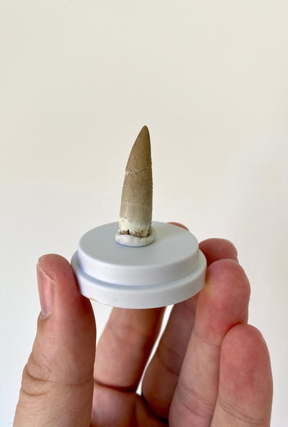 Plesiosaurus fossil tooth (3.6cm), in bell jar - FossilsAndMore