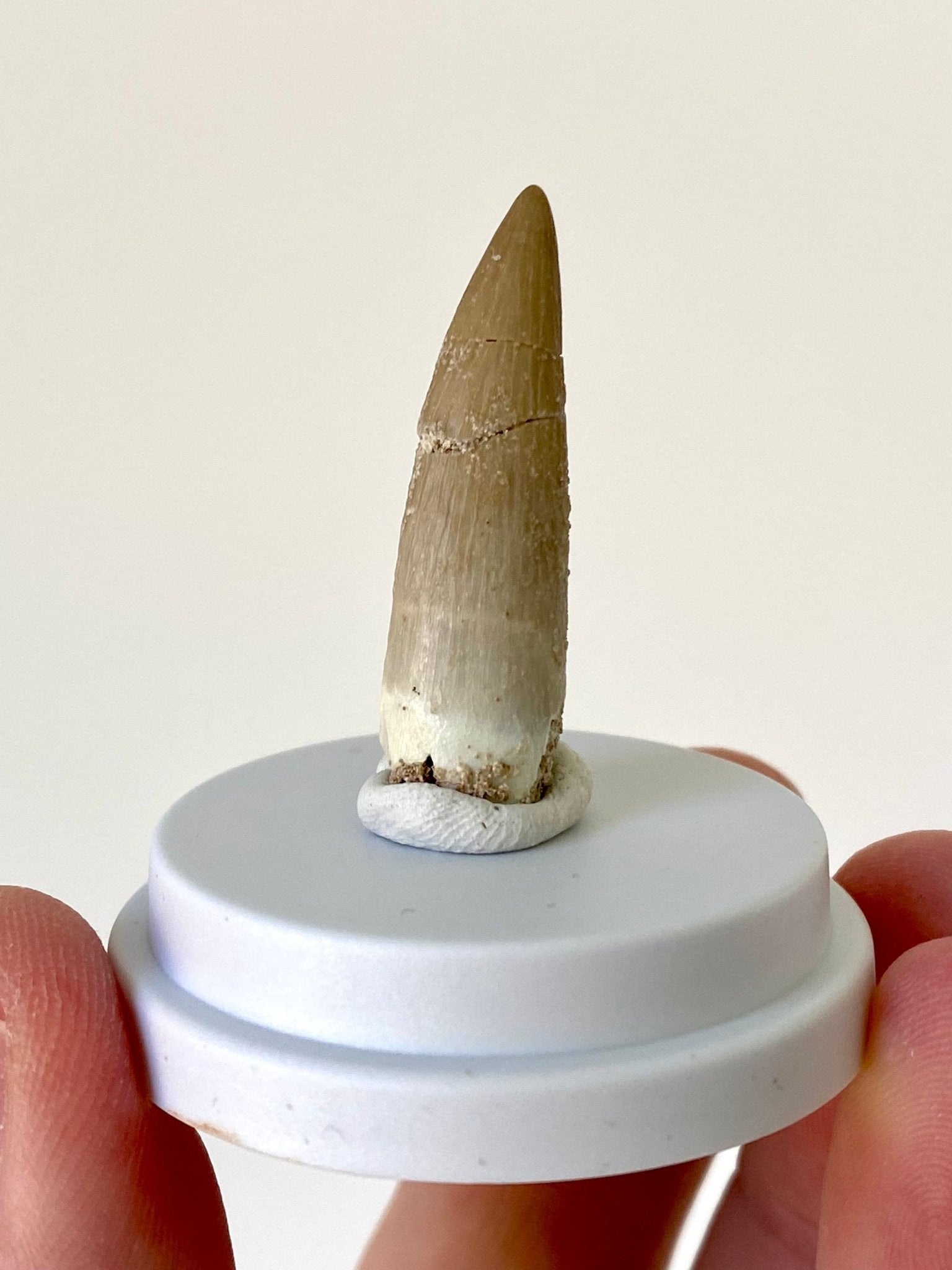 Plesiosaurus fossil tooth (3.6cm), in bell jar - FossilsAndMore