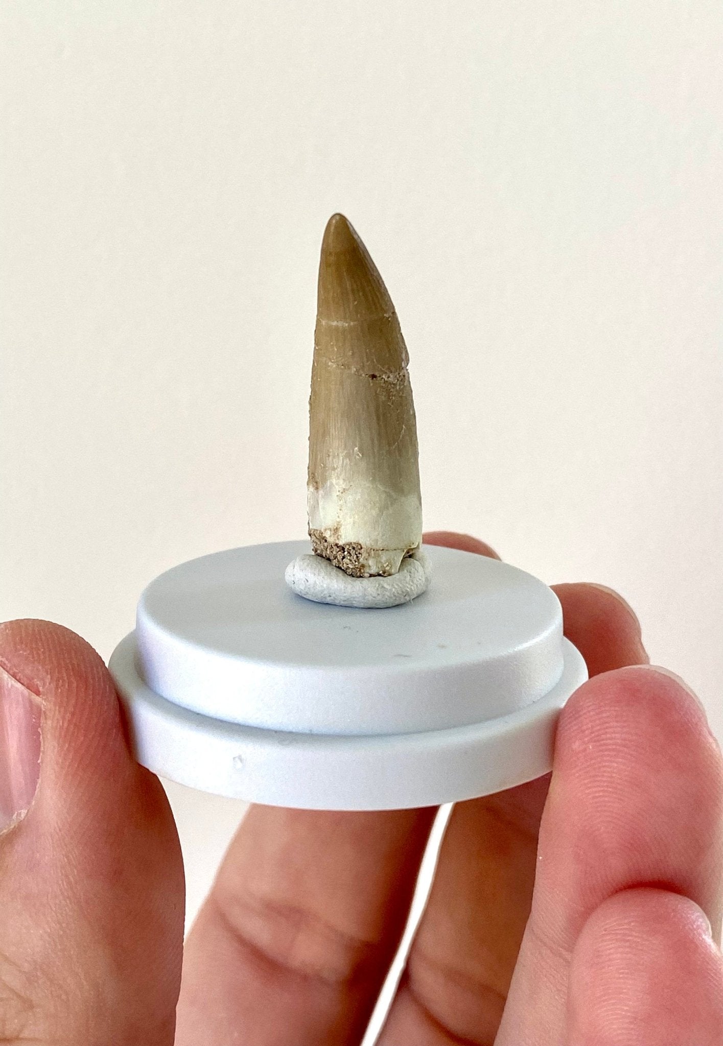 Plesiosaurus fossil tooth (3.6cm), in bell jar - FossilsAndMore