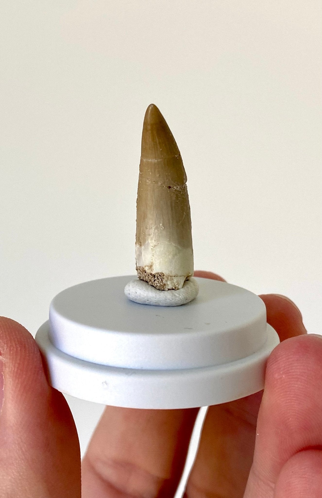 Plesiosaurus fossil tooth (3.6cm), in bell jar - FossilsAndMore