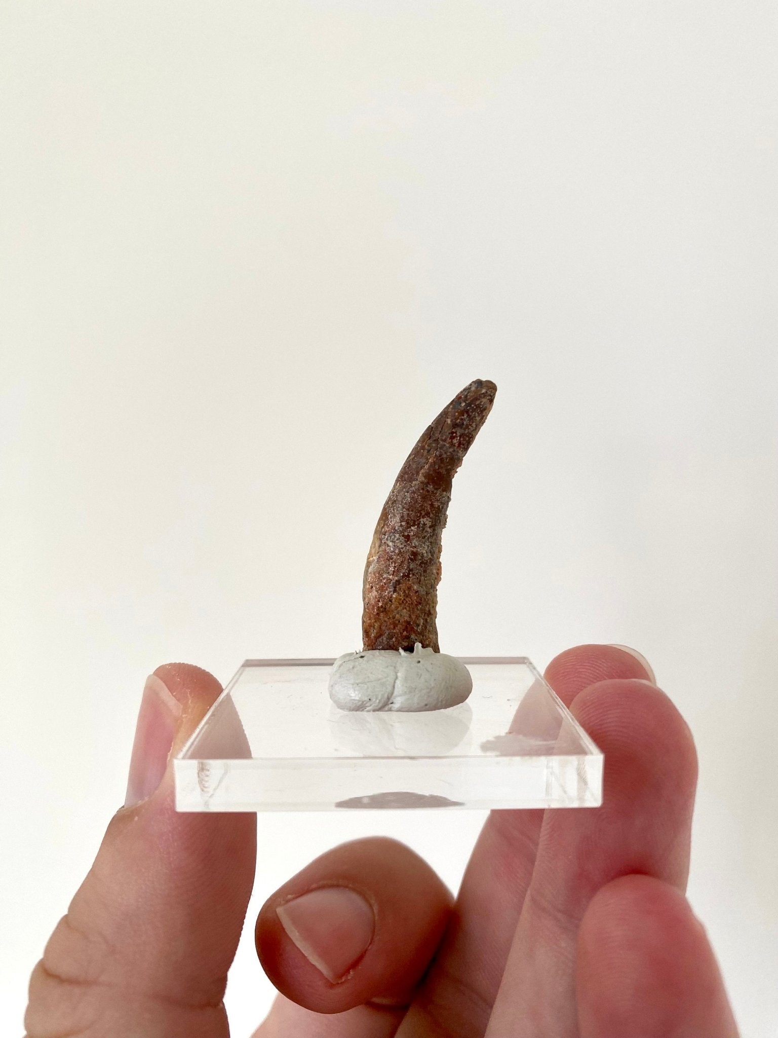 Pterosaur fossil tooth (Siroccopteryx) - FossilsAndMore