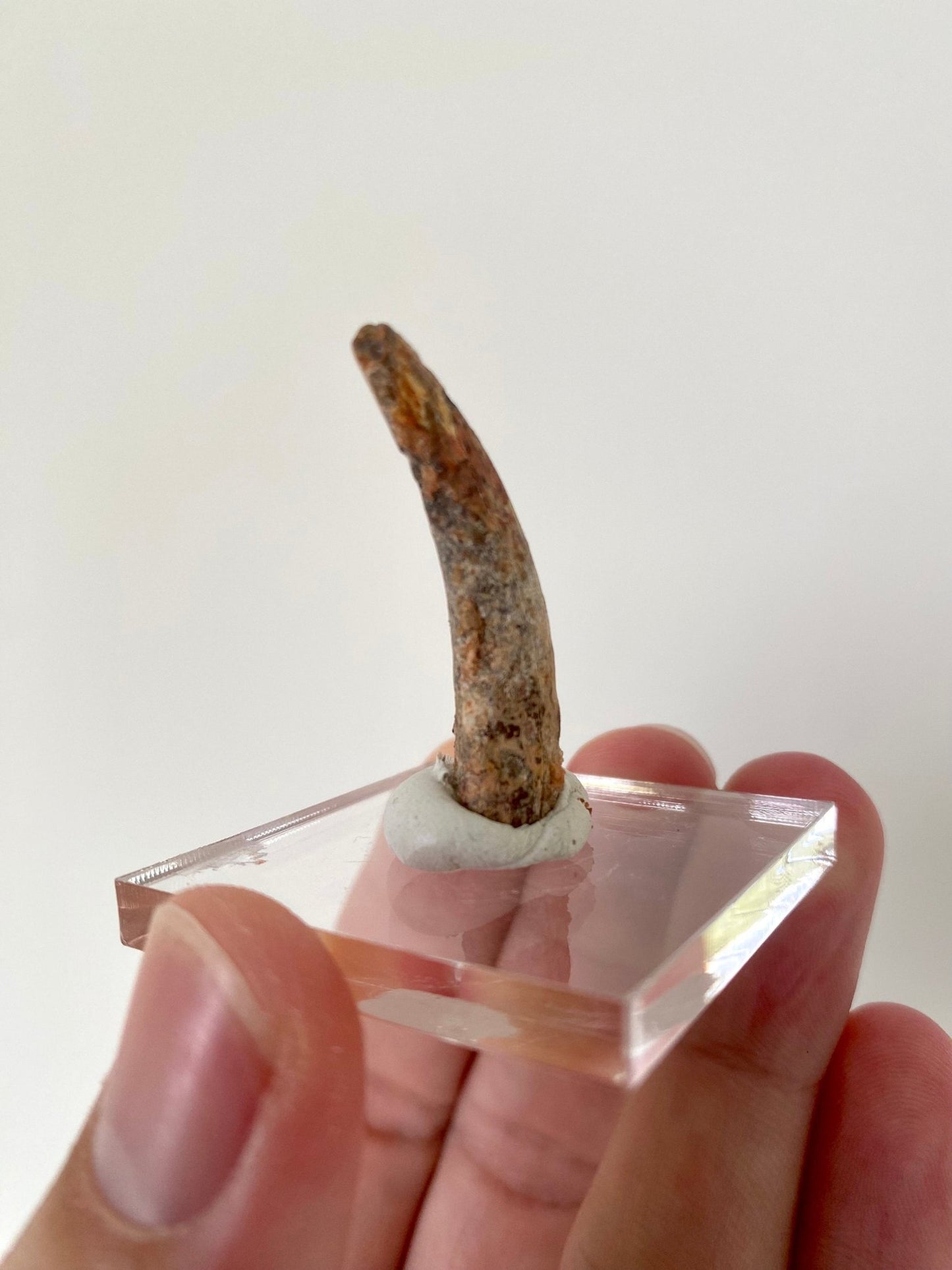 Pterosaur fossil tooth (Siroccopteryx) - FossilsAndMore