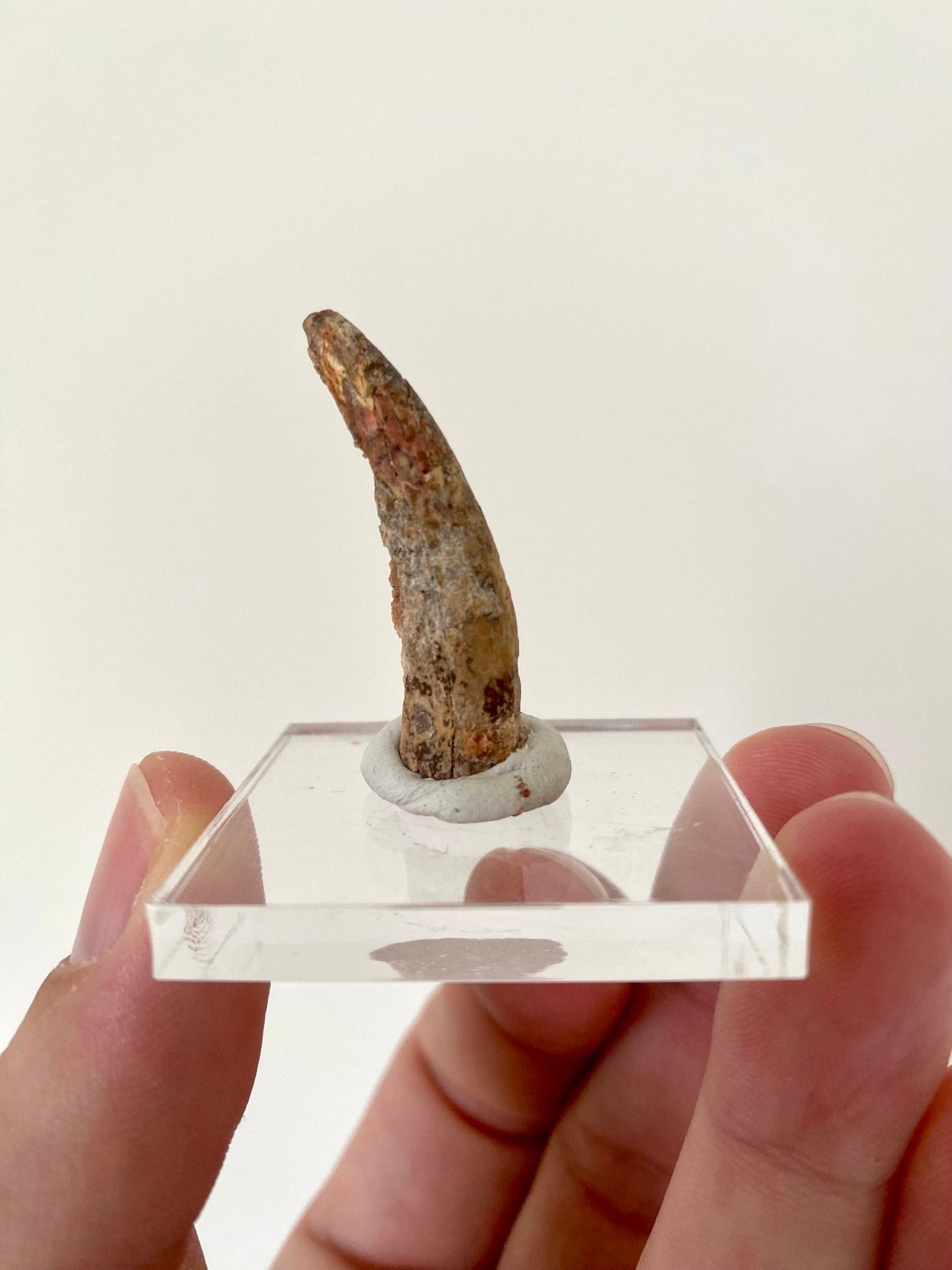 Pterosaur fossil tooth (Siroccopteryx) - FossilsAndMore