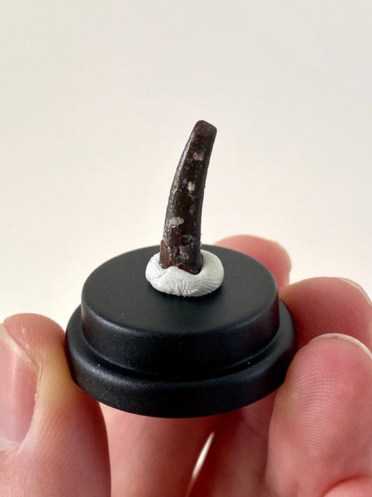 Pterosaur fossil tooth (Siroccopteryx) in small acrylic bell jar - FossilsAndMore