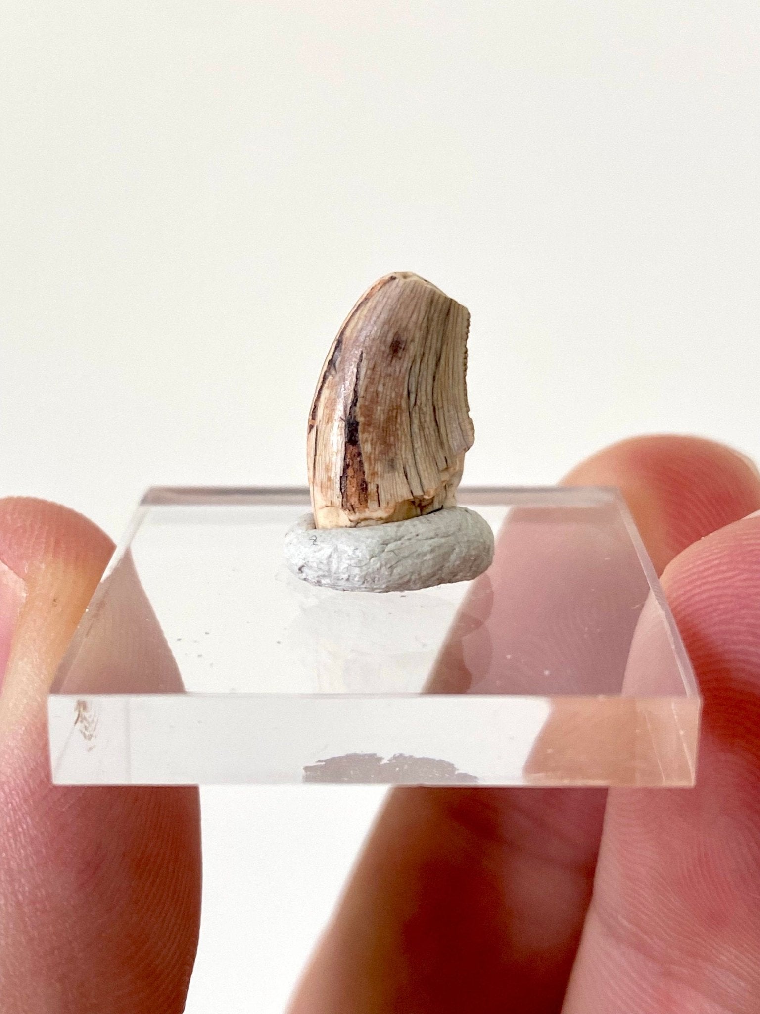 Rare Dinosaur fossil tooth - Afrovenator abakensis, Megalosaurid (1.4cm) - FossilsAndMore