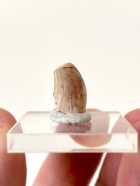 Rare Dinosaur fossil tooth - Afrovenator abakensis, Megalosaurid (1.4cm) - FossilsAndMore