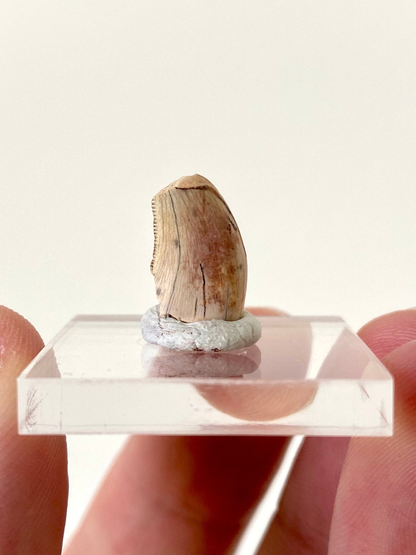 Rare Dinosaur fossil tooth - Afrovenator abakensis, Megalosaurid (1.4cm) - FossilsAndMore