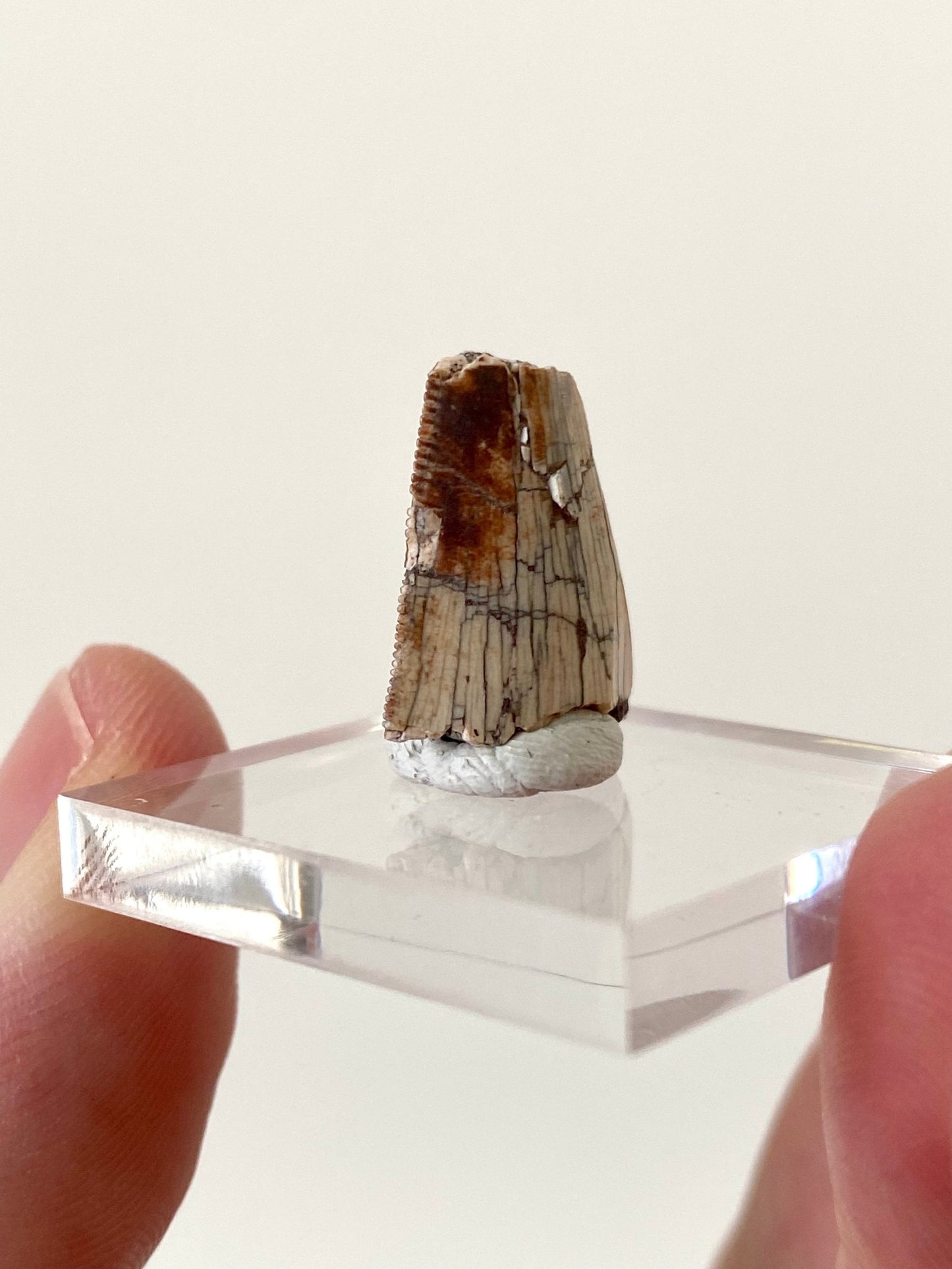 Rare Dinosaur fossil tooth - Afrovenator abakensis, Megalosaurid (1.6cm) - FossilsAndMore