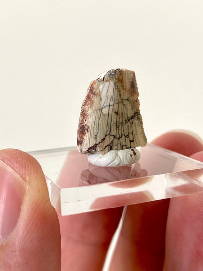 Rare Dinosaur fossil tooth - Afrovenator abakensis, Megalosaurid (1.6cm) - FossilsAndMore