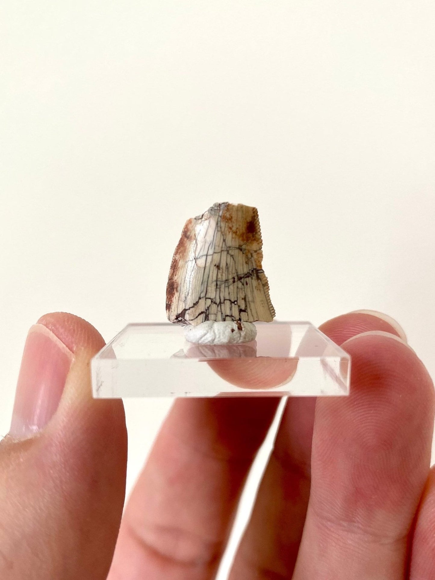 Rare Dinosaur fossil tooth - Afrovenator abakensis, Megalosaurid (1.6cm) - FossilsAndMore